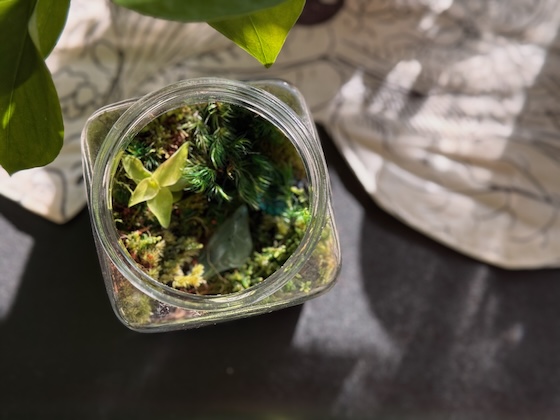 an open terrarium with an assortment of differently shaded light green plants