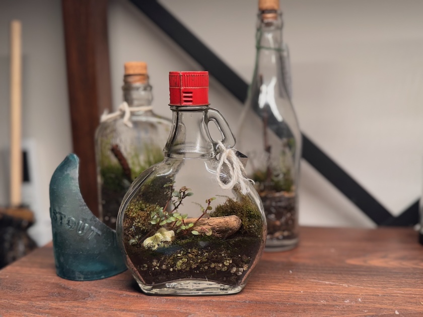 image of closed terrarium in a handled bottle with a red top