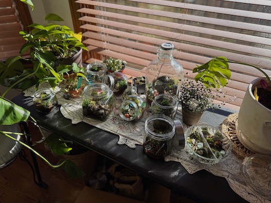 a collection or open and closed terrariums spread out on a brown table